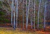 Birch Copse_47860